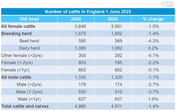 Number of cattle in England 1 June 2025